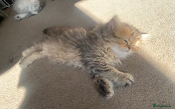 Persian cats for sale: 7 x beautiful persian kittens ready Thursday 14/08 - Image 21