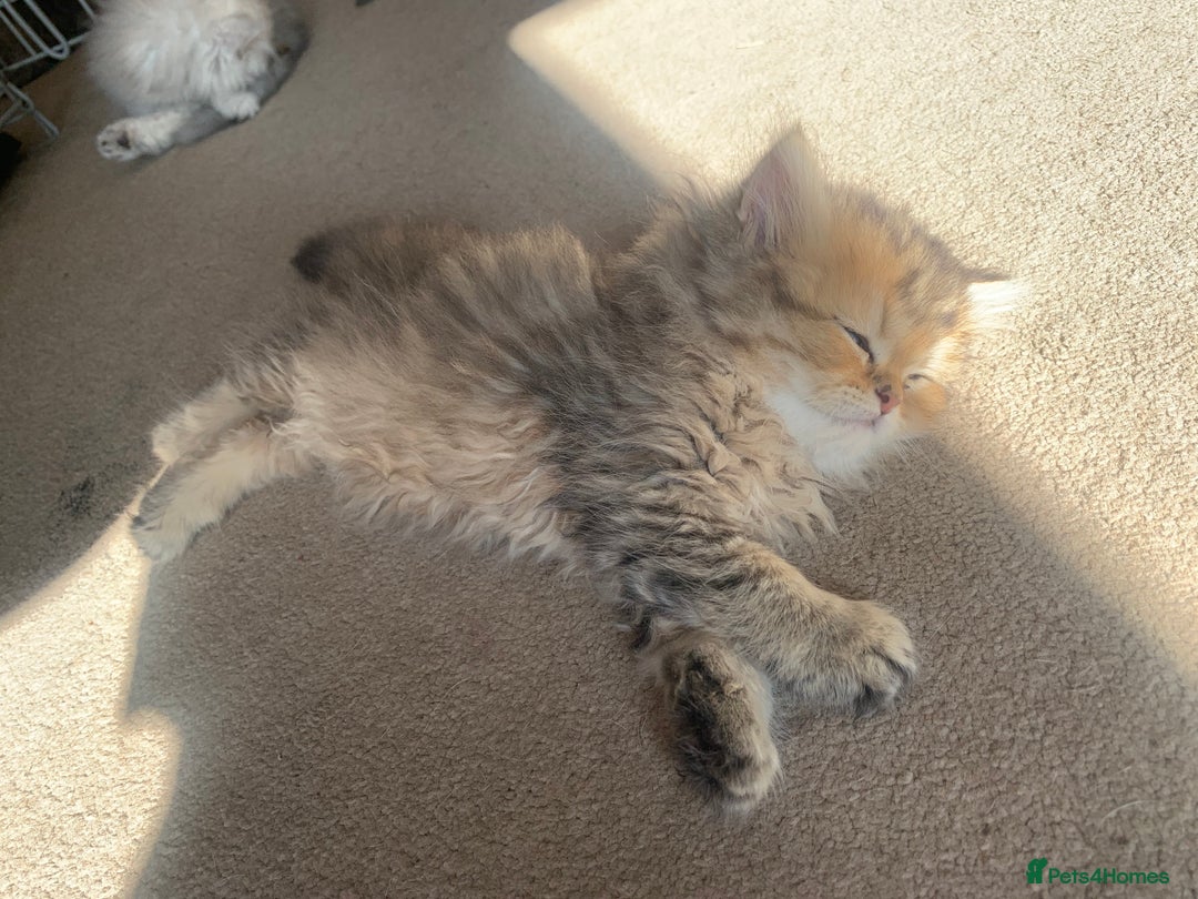 Persian cats for sale: 7 x beautiful persian kittens ready Thursday 14/08 - Image 21