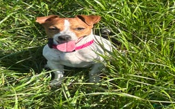 Jack Russell dogs for sale: Gorgeous Mini Jack Russell Terriers - Image 5