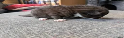 Mixed Breed cats for sale: Black and White Kittens - Advert 14