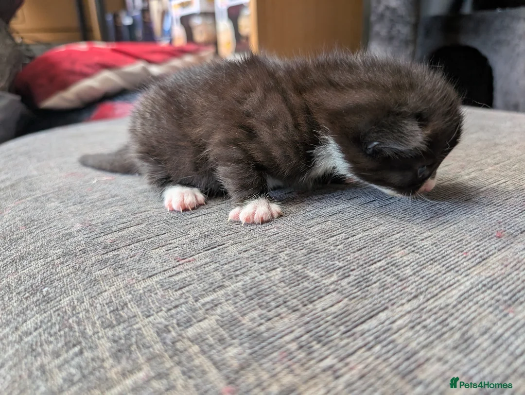 Mixed Breed cats for sale: Black and White Kittens - Advert 14