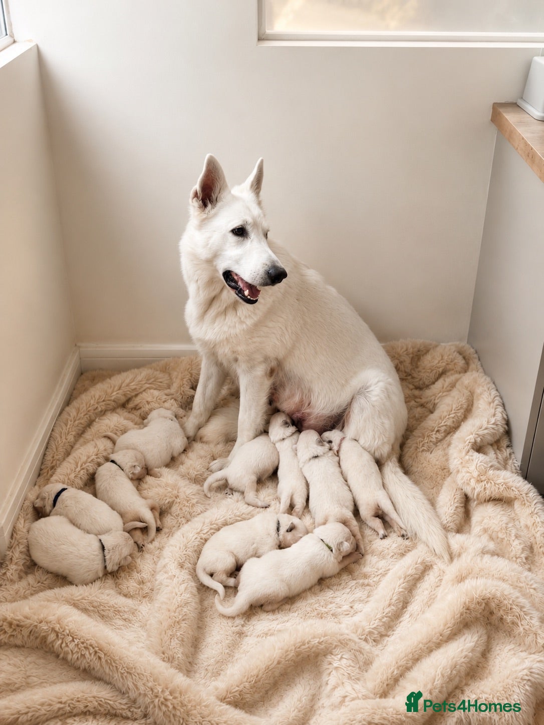 White Swiss Shepherd dogs RKC WHITE SWISS SHEPHERD FROM CHAMPION BLOODLINES - Advert 1