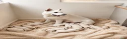 White Swiss Shepherd dogs for sale: KC White Swiss Shepherd puppies Champion Bloodline - Advert 1