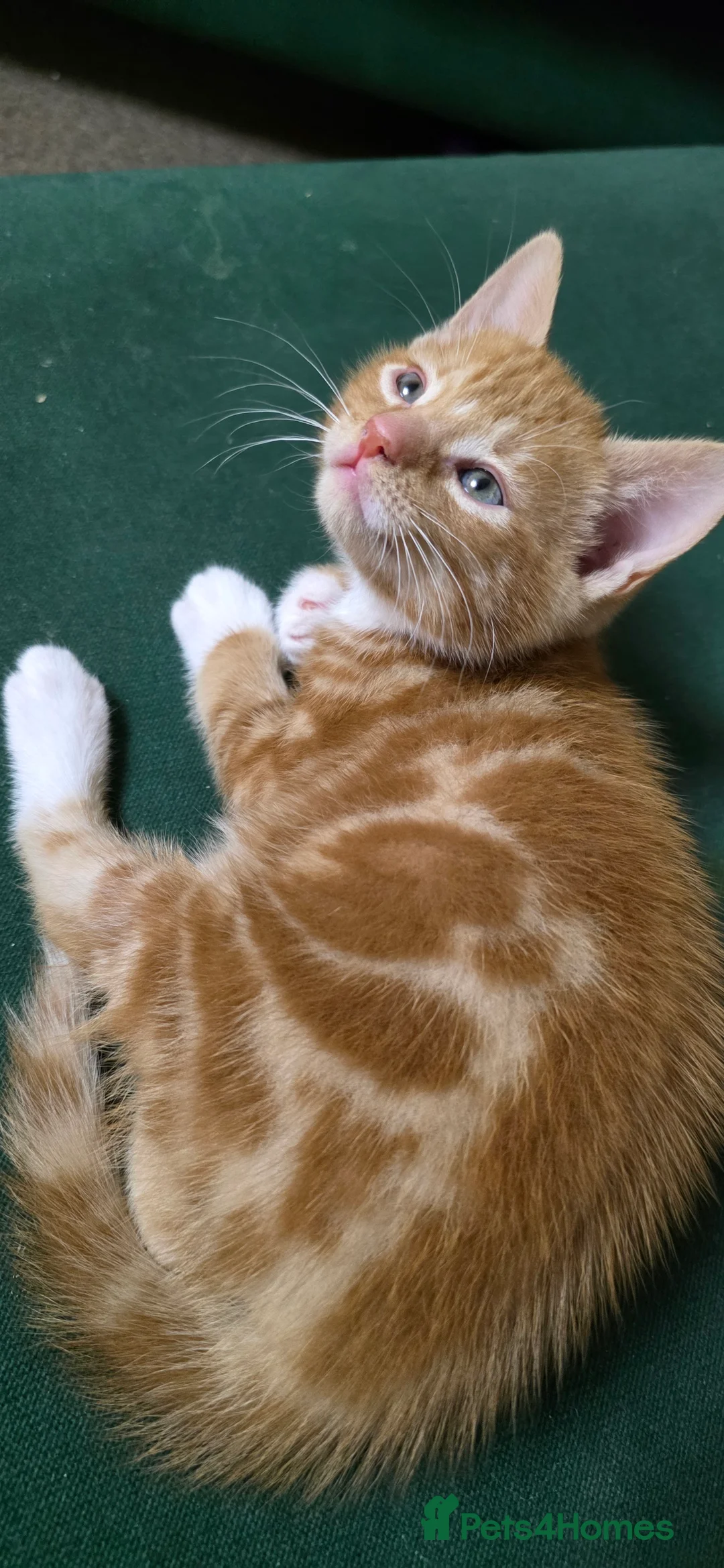 Mixed Breed cats for sale: Adorable Kitten Looking for a New Home - Advert 15