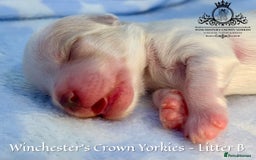 Yorkshire Terrier dogs for sale: ❤️ Champion heritage KC reg.PEDIGREE puppies! 🐶❤️ - Image 24