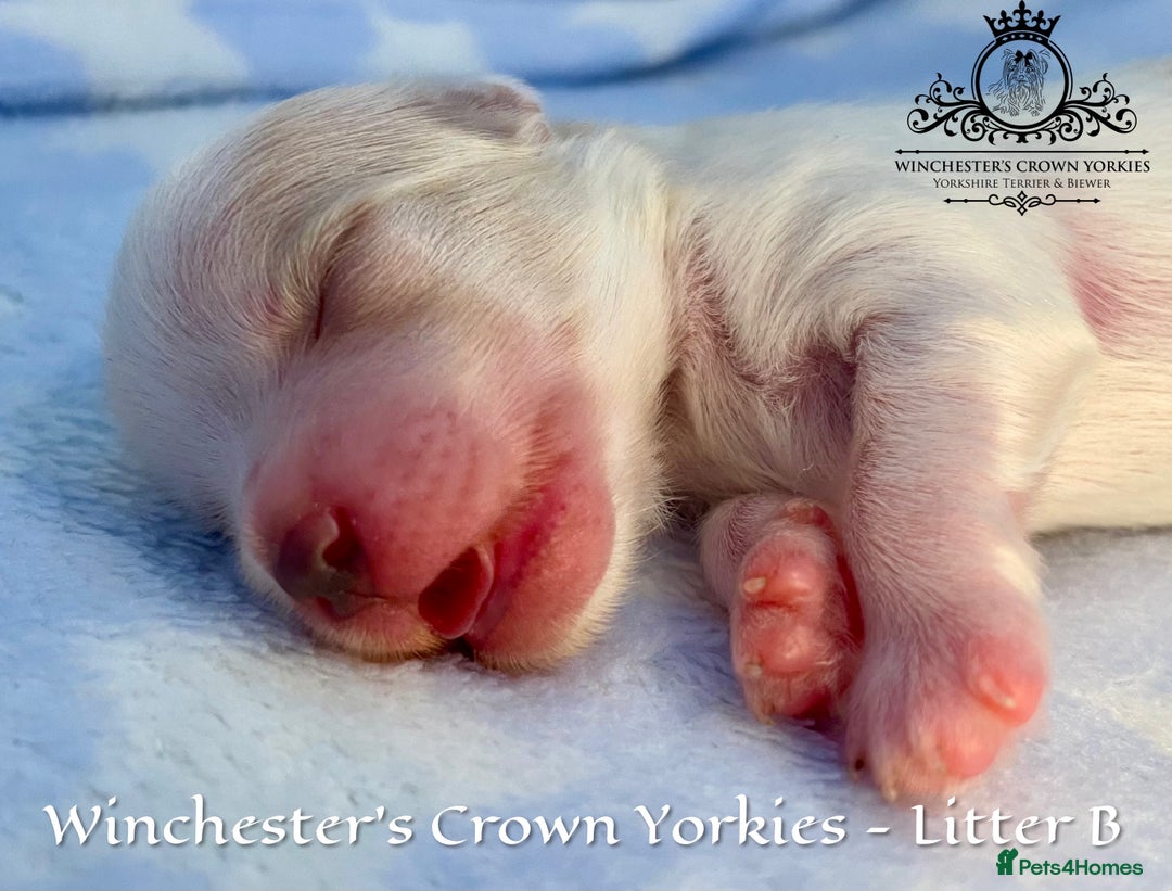 Yorkshire Terrier dogs for sale: ❤️ Champion heritage KC reg.PEDIGREE puppies! 🐶❤️ - Image 24