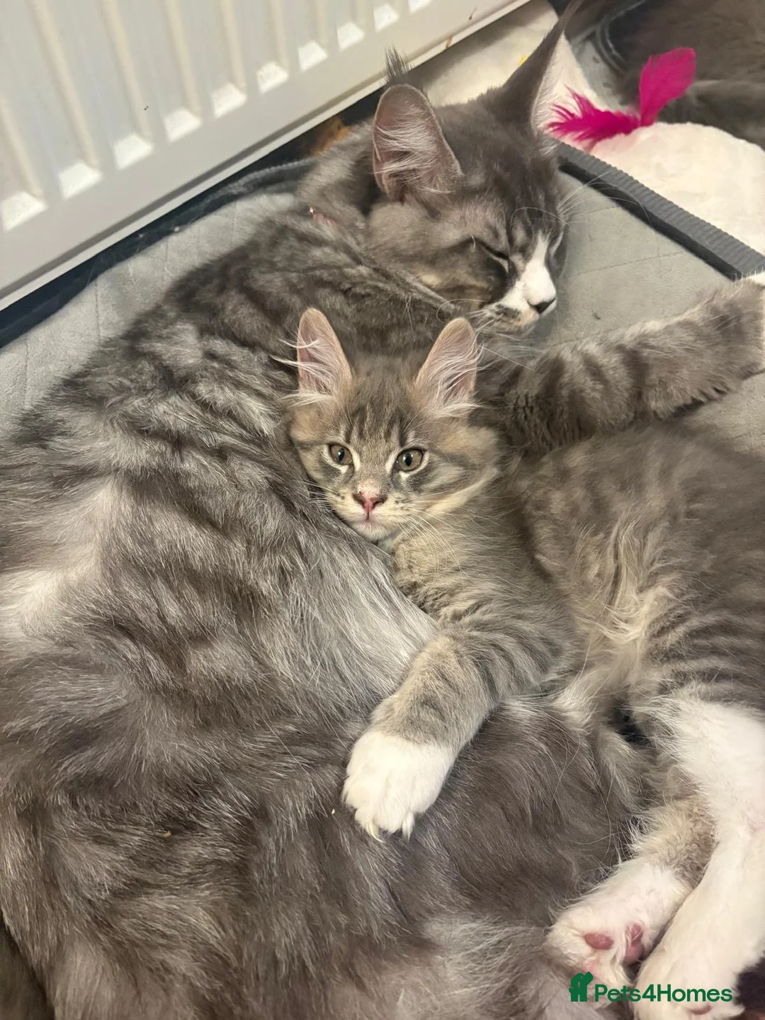 Maine Coon cats for sale: Beautiful Maine Coon Kittens 3 boys/ 2 girl  - Advert 18
