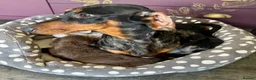 Doxiepoo dogs for sale: Doxipoo puppies, dna health tested parents.  - Advert 3