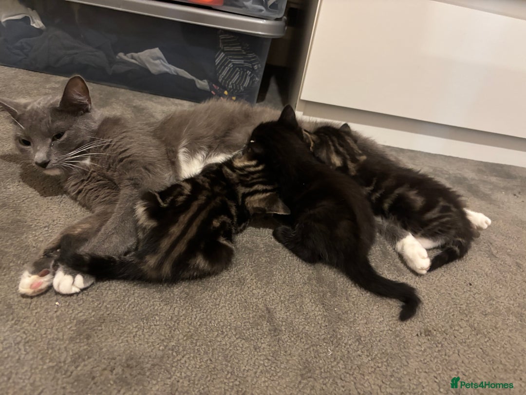 Mixed Breed cats for sale: 3 little kittens! - Advert 5