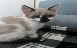 Mixed Breed cats for sale: Bengal x British long hair kittens  - Image 8