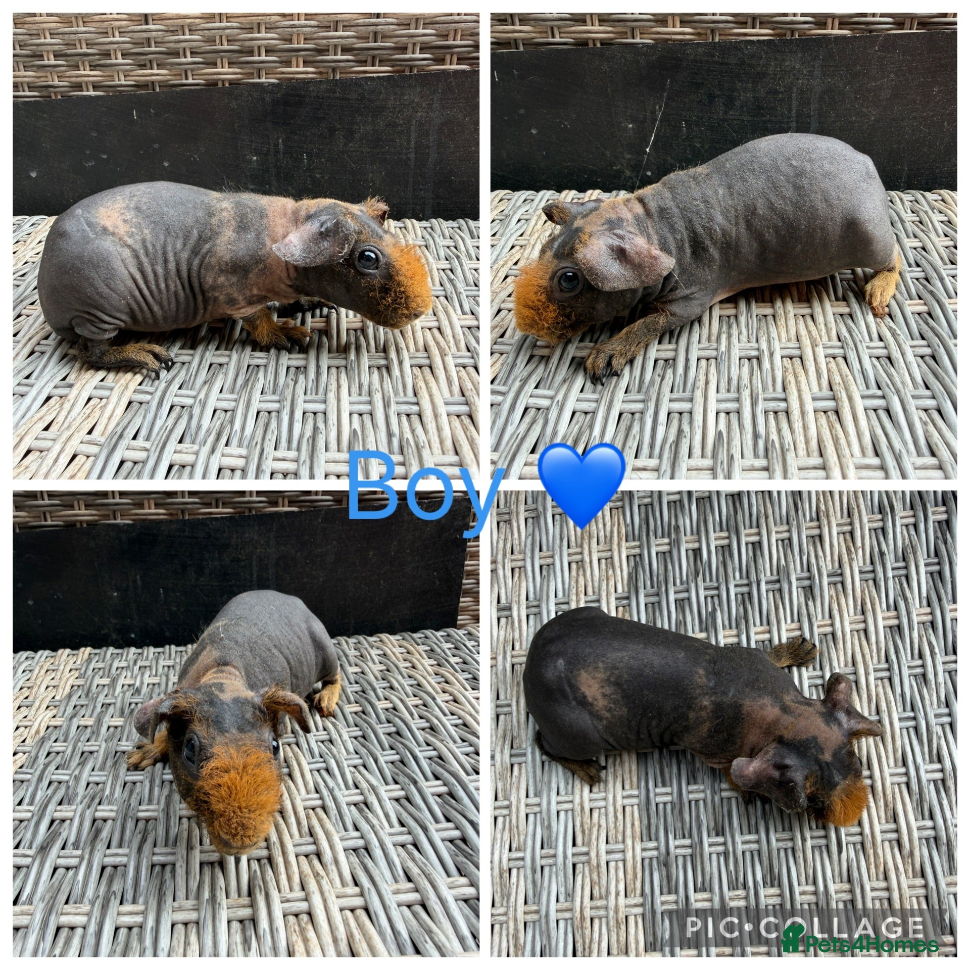 Guinea Pig rodents Male & Female piggies looking for new laps - Advert 2