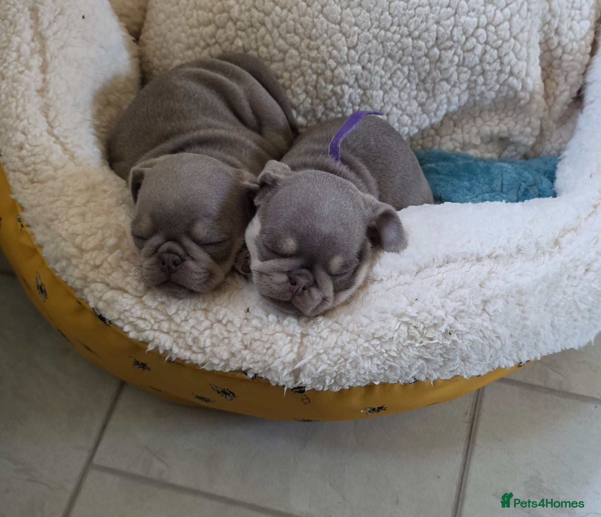 Pug dogs Reduced!!!Stunning colourful litter of pugs - Advert 6
