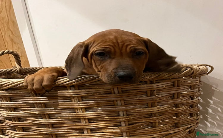 Rhodesian Ridgeback dogs - Advert 2