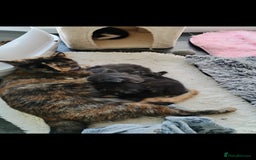 Mixed Breed cats for sale: 2 kittens ready to leave in 2 weeks - Image 1