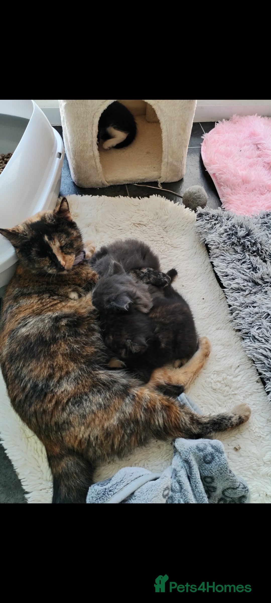 Mixed Breed cats for sale: 2 kittens ready to leave in 2 weeks - Image 1