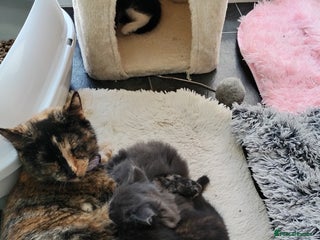 Mixed Breed cats - Advert 1