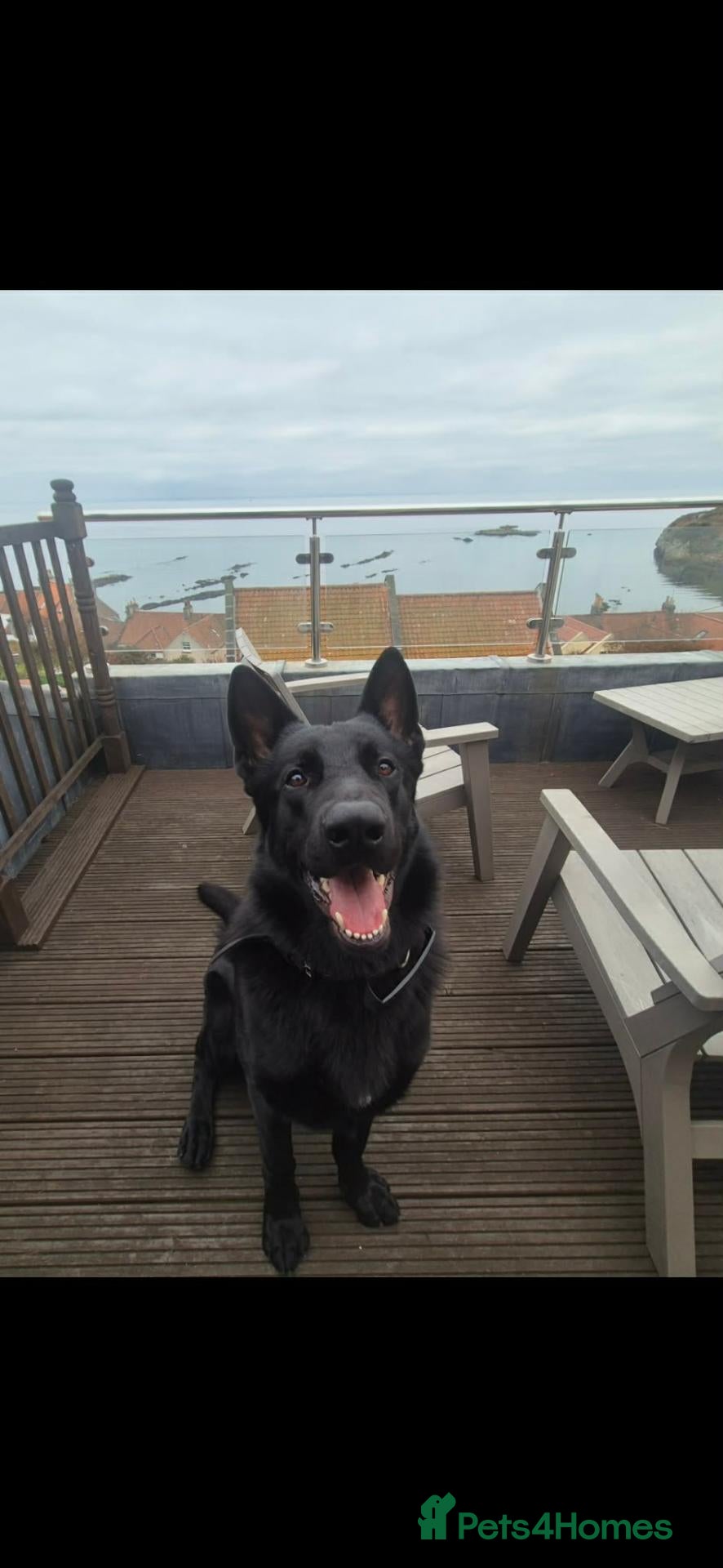 German Shepherd dogs To be Rehomed - Advert 5
