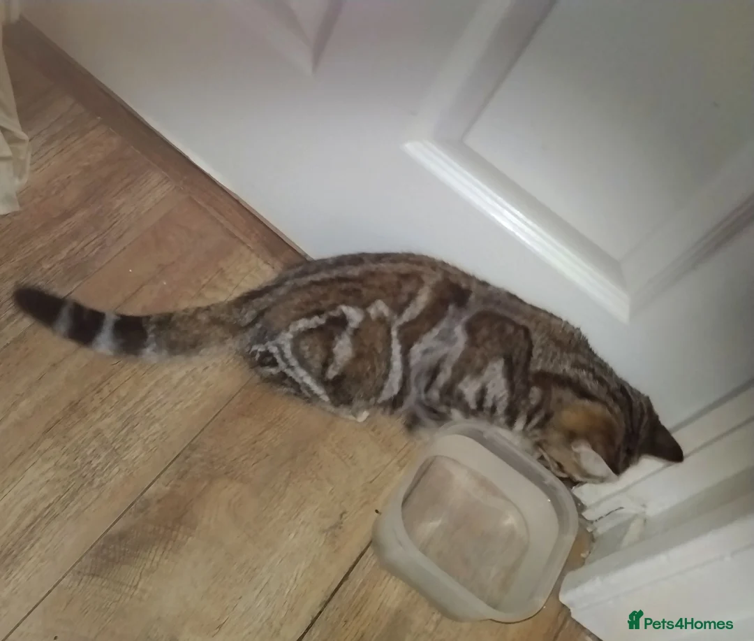 Mixed Breed cats for sale: Tabby girl is looking for home  - Advert 2