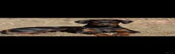 Dobermann dogs for sale: HOME BRED DOBERMAN PUPPIES in Billingshurst - Advert 2