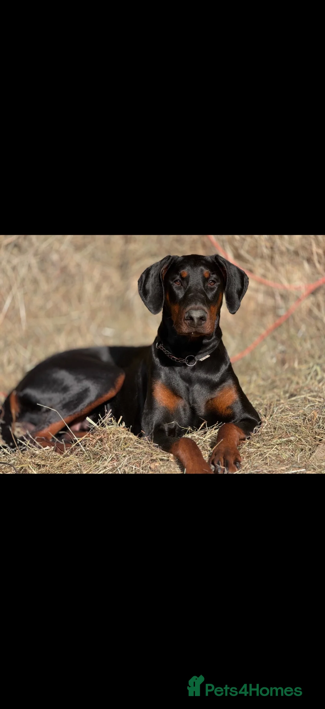 Dobermann dogs for sale: HOME BRED DOBERMAN PUPPIES in Billingshurst - Advert 2