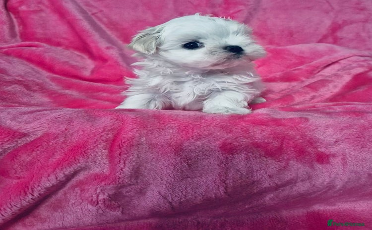 Maltese dogs Korean doll face puppies - Advert 6