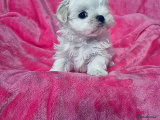 Maltese dogs Korean doll face puppies - Advert 8