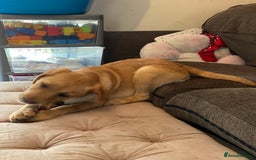 Labrador Retriever dogs for sale: Ready to leaveNOW Kc Labrador puppy ALL injections - Image 28