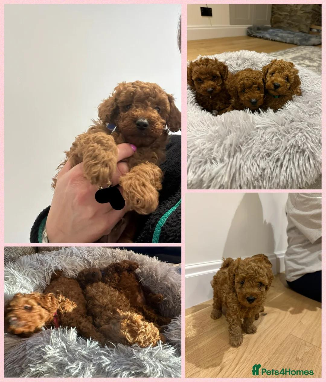 Toy Poodle dogs for sale: KC red toy poodle boy health tested parents  - Advert 3