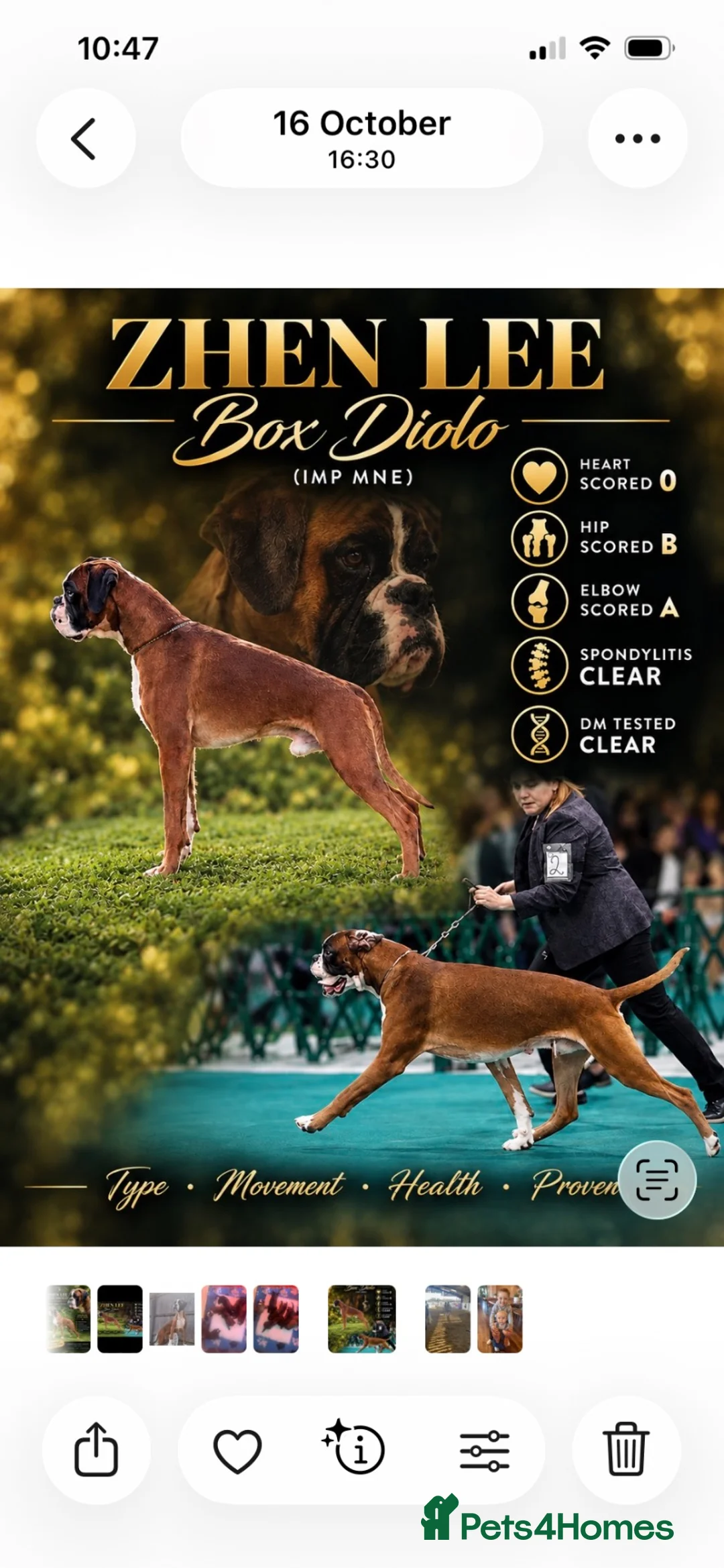 Boxer dogs for stud: Extensively Health Tested European Stud - Advert 1