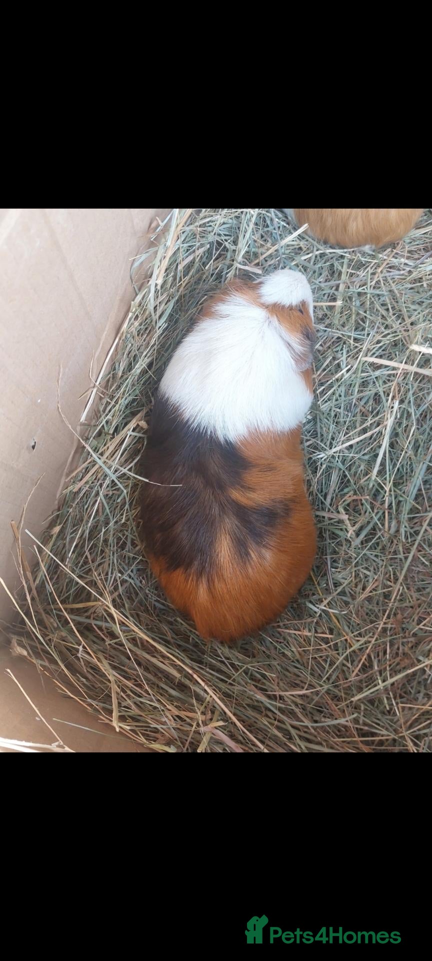 Guinea Pig rodents Edna the tri coloured Female guineapig  - Advert 13