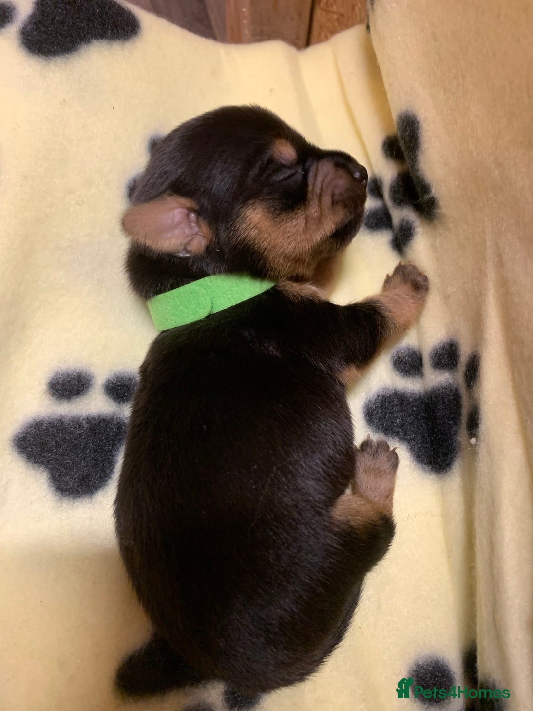 Jack Russell dogs for sale: Jack Russell Puppies  - Image 28