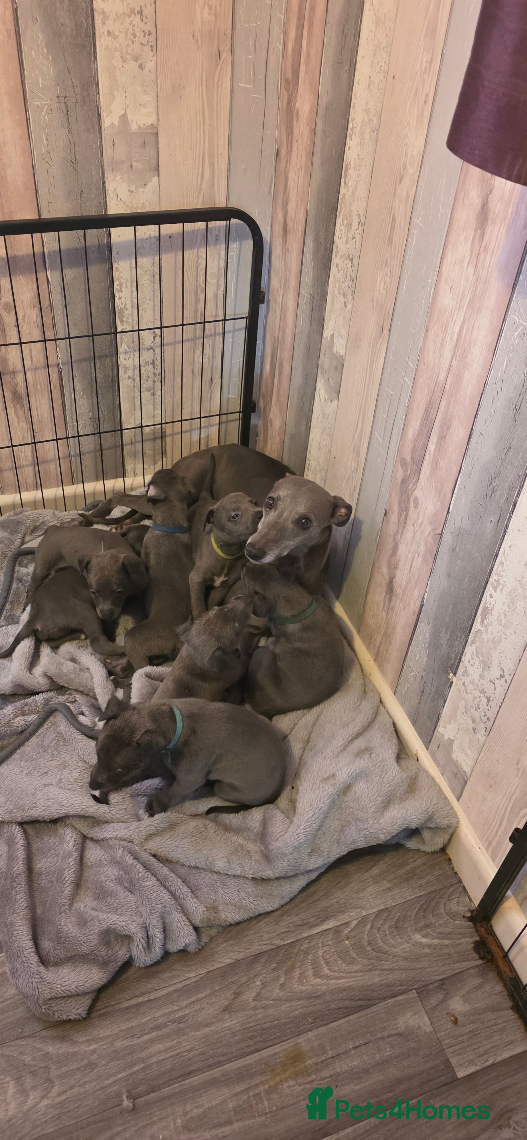 Whippet dogs KC Registered Blue Whippet Puppies  - Advert 2