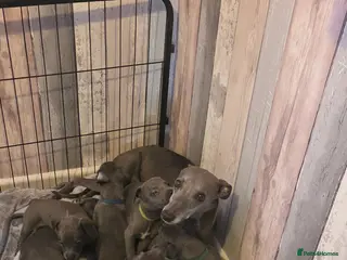 Whippet dogs KC Registered Blue Whippet Puppies - Advert 2
