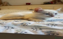 British Shorthair cats for sale: 5 BSH kittens available - Image 13