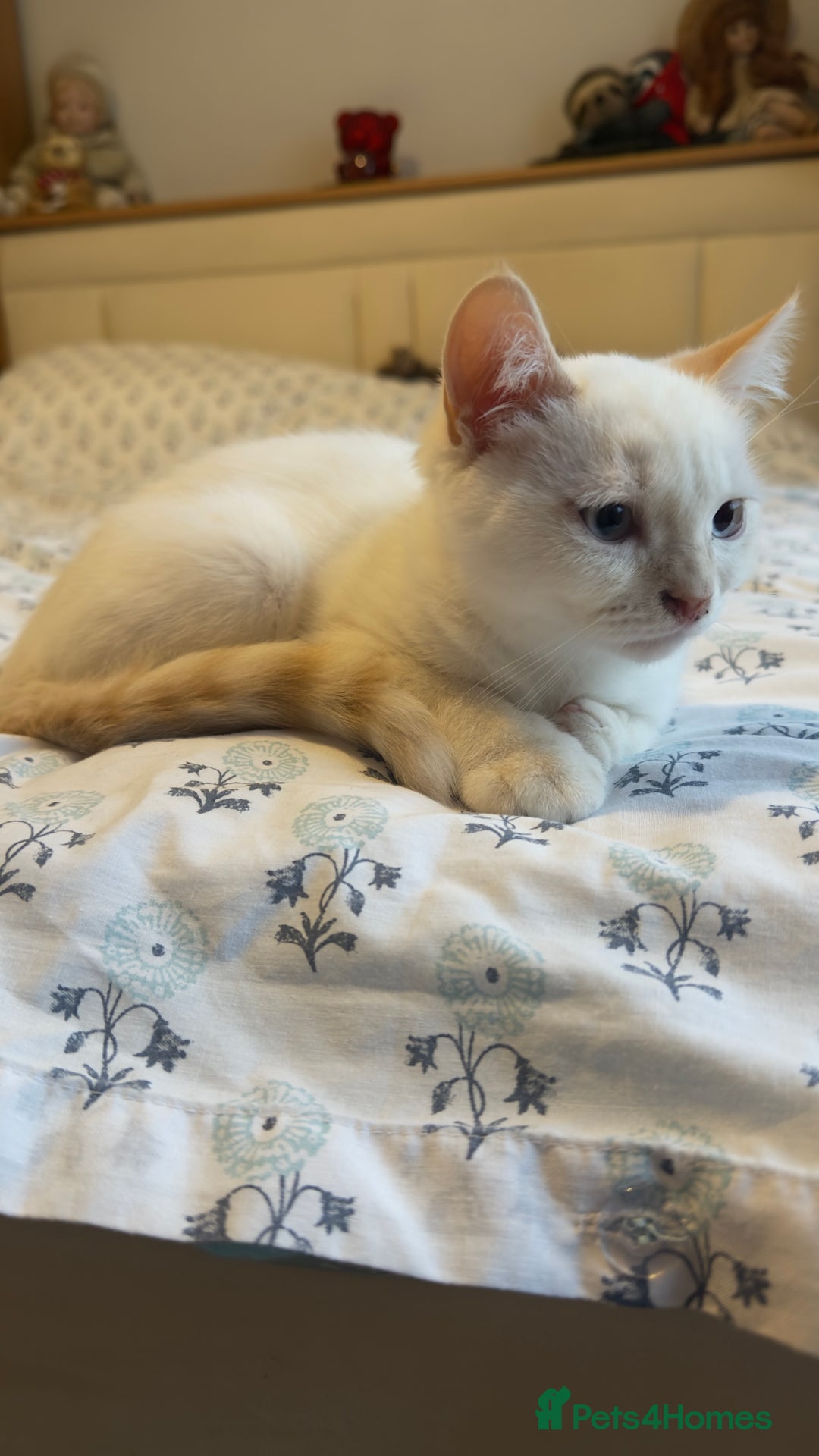 British Shorthair cats for sale: 5 BSH kittens available - Image 13