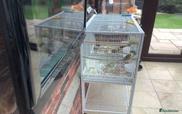 Canaries birds for sale: This years young birds  - Image 2
