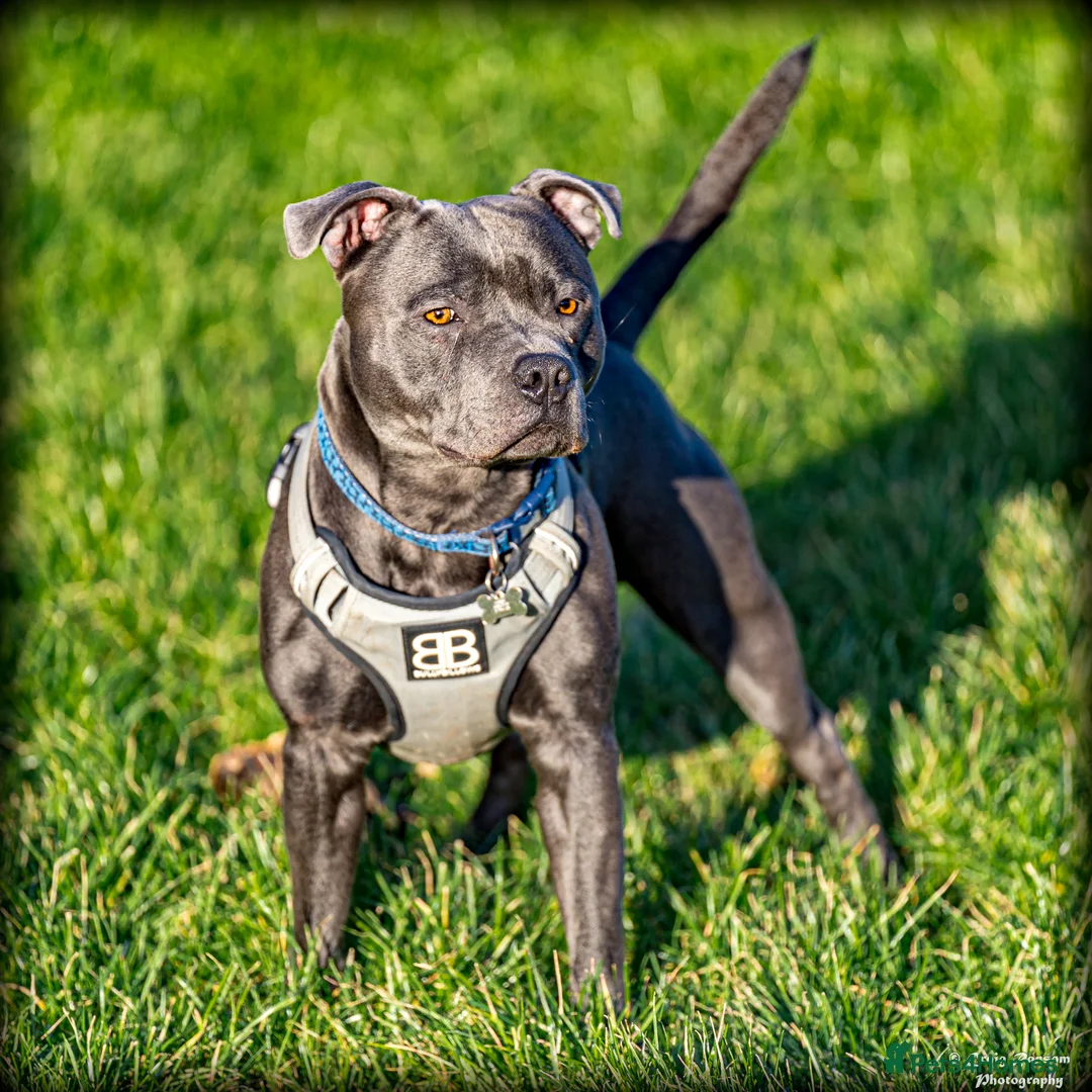 Staffordshire Bull Terrier dogs for sale: Staffordshire bull terrier in Billingham - Advert 6