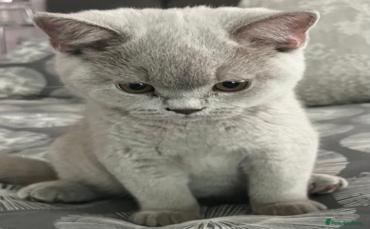 British Shorthair cats in Eastbourne - Advert 11