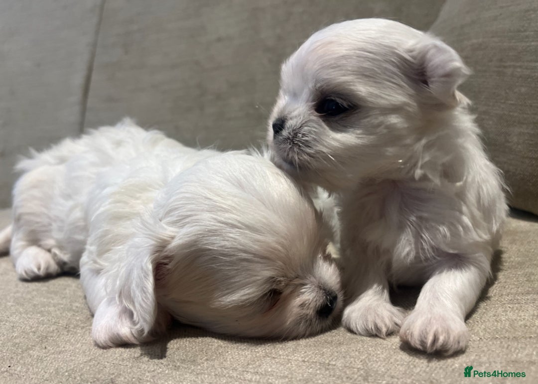 Maltese dogs for sale: Tiny Korean Maltese Boys - Advert 9