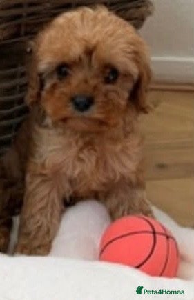 Cavapoo dogs F1 Cavapoo puppy’s  - Advert 16