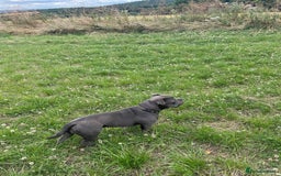 American Bully dogs for sale: American pocket bully  - Image 3
