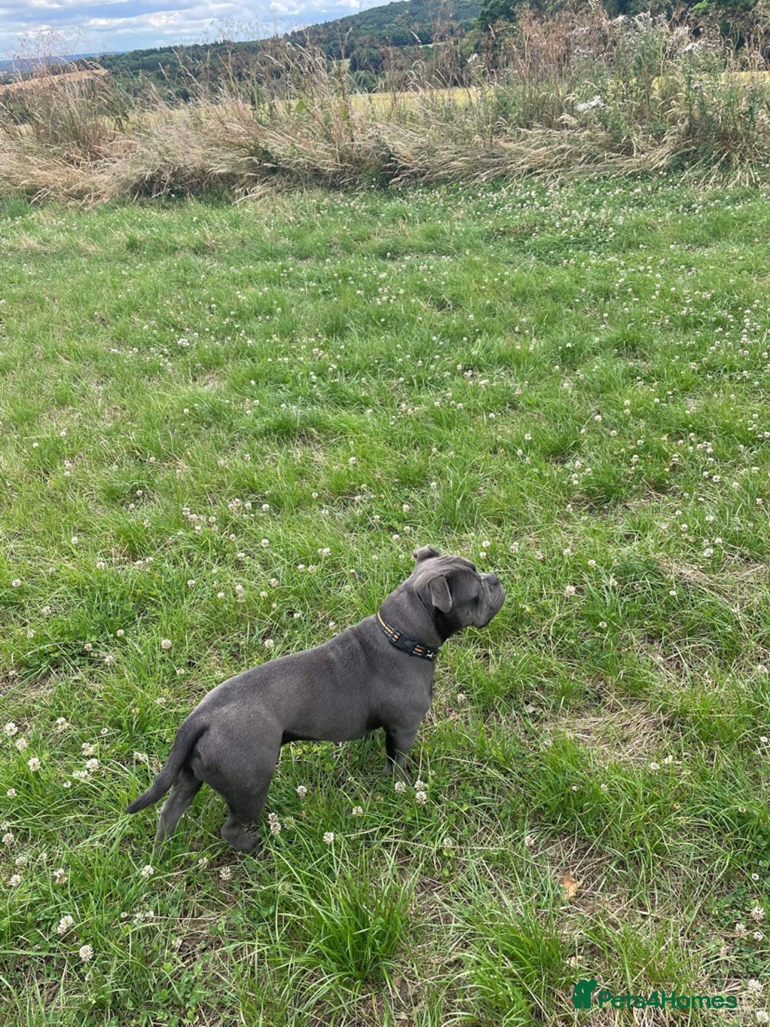 American Bully dogs for sale: American pocket bully  - Image 3