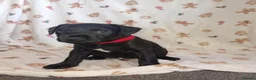 Patterdale Terrier dogs for sale: 6 male patterdale puppies  in Hartlepool - Advert 9