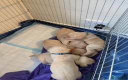 Labrador Retriever dogs for sale: Gorgeous Labrador puppies - Image 13