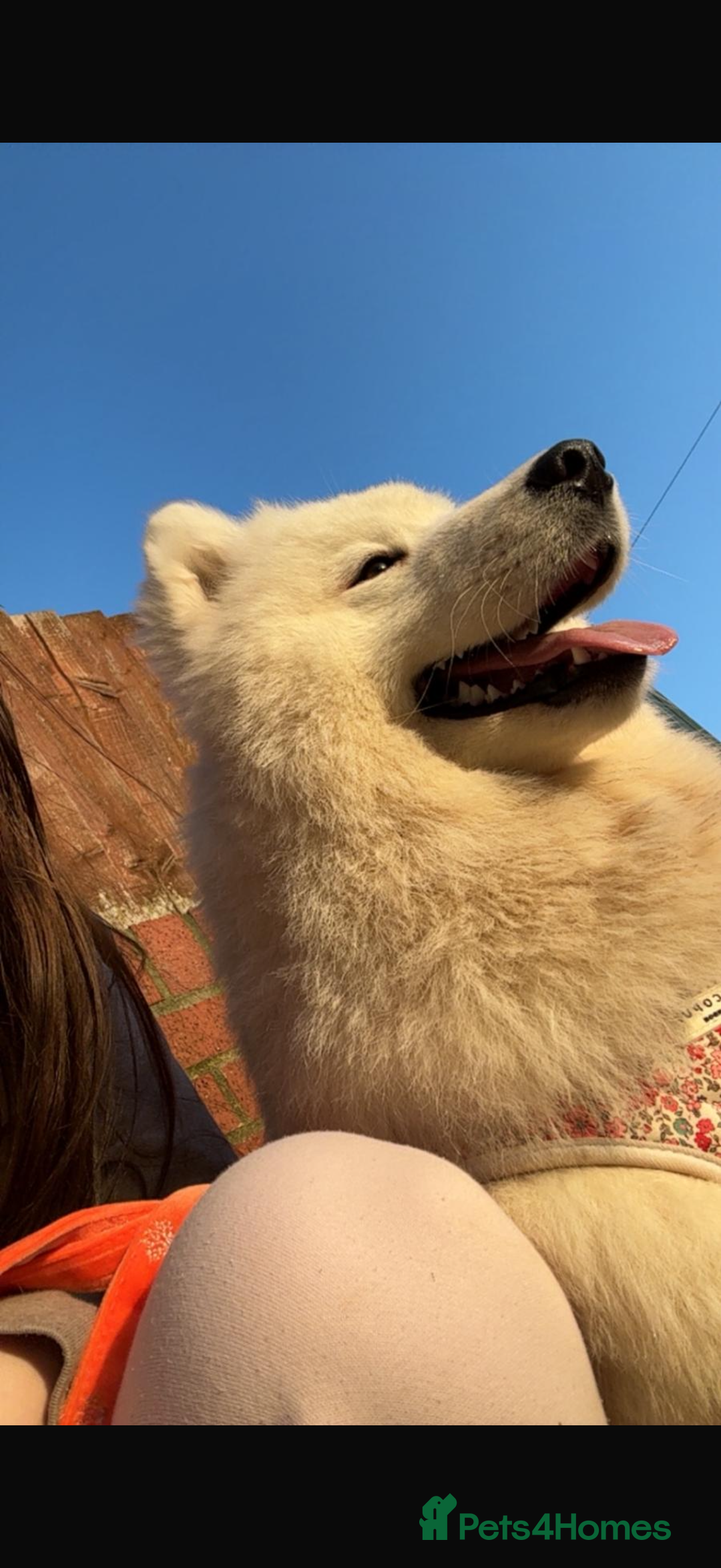 Samoyed dogs for sale: Beautiful Samoyed female  - Advert 7