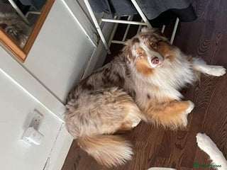 Australian Shepherd dogs in Bromley - Advert 7