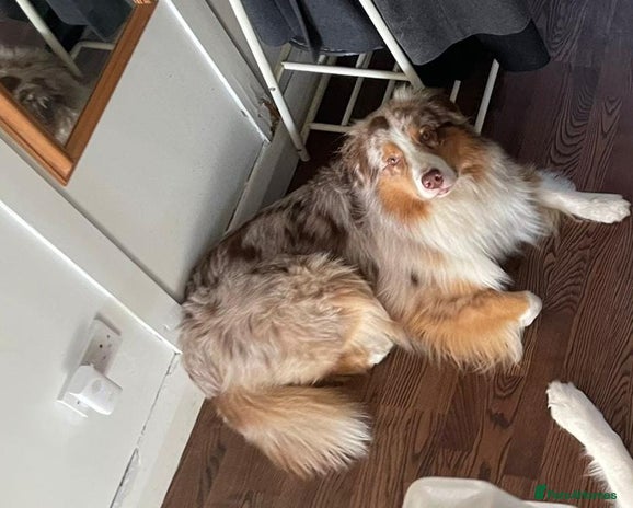 Australian Shepherd dogs in Bromley - Advert 1