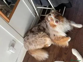 Australian Shepherd dogs Proven HT KC Champ Red Merle Australian Shep Stud in Bromley - Advert 5