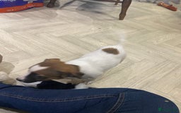 Jack Russell dogs for sale: Two girl puppies available  - Image 2