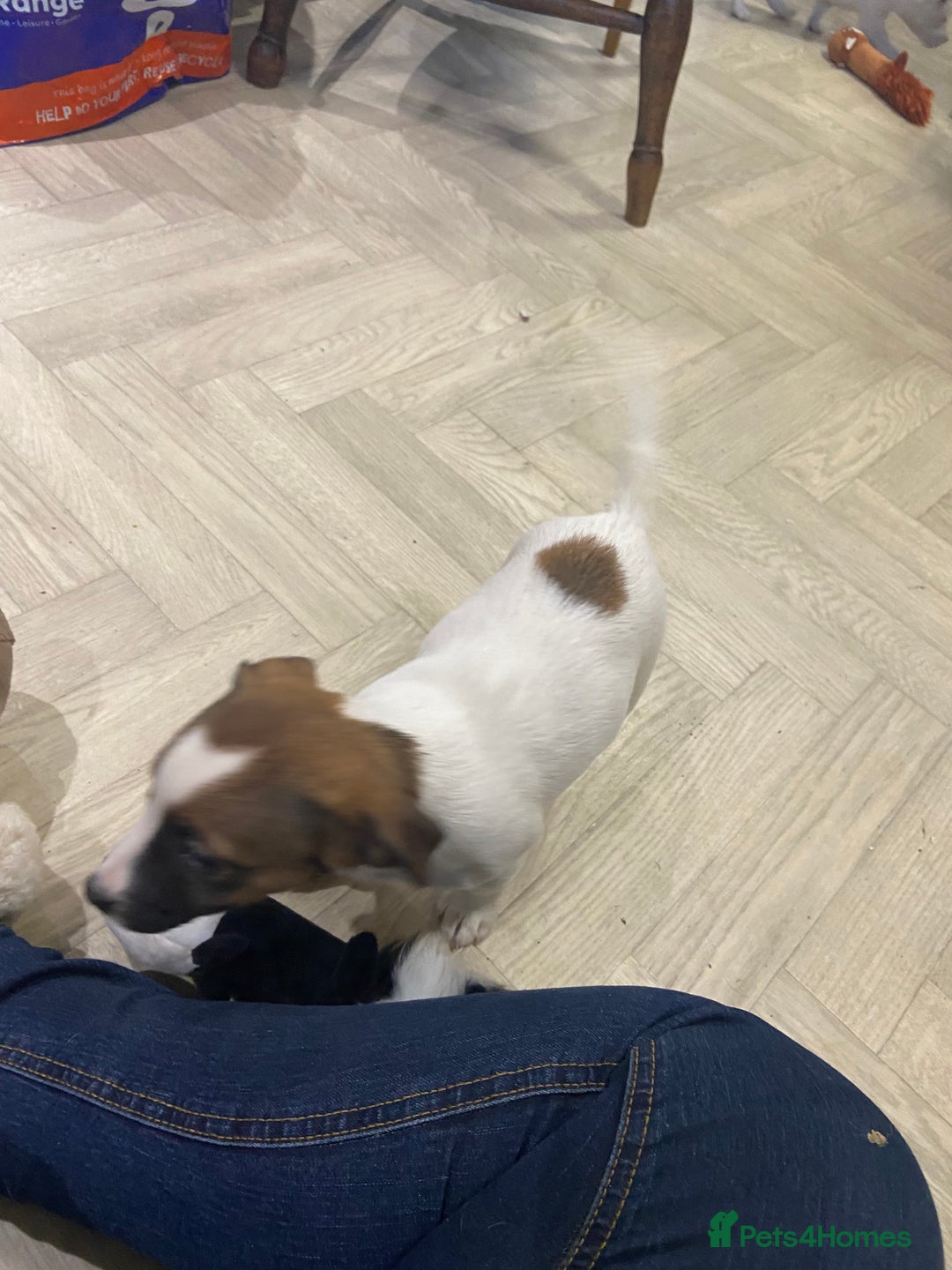 Jack Russell dogs for sale: Two girl puppies available  - Image 2